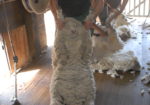 Sheep Shearing