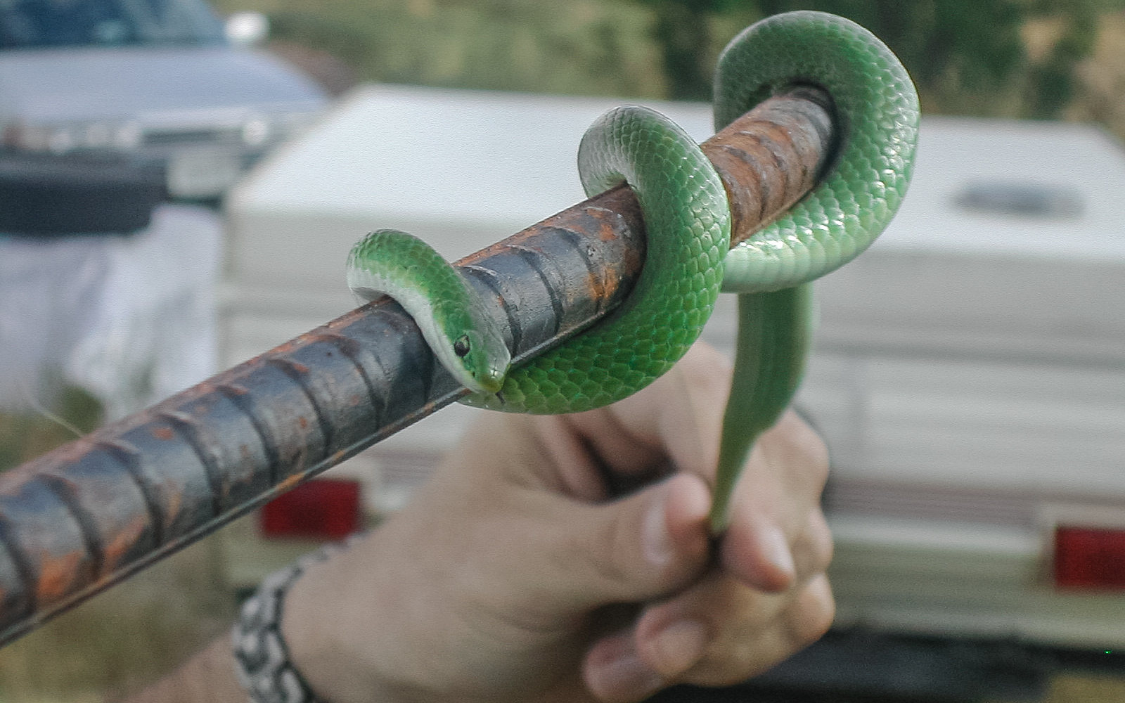 Found a beautiful green garden snake