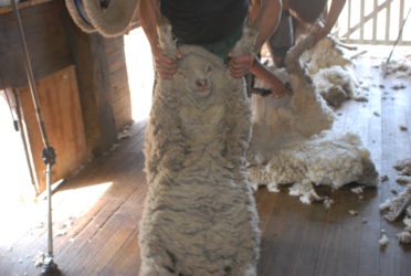 Sheep Shearing