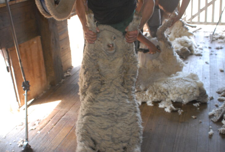 Sheep Shearing