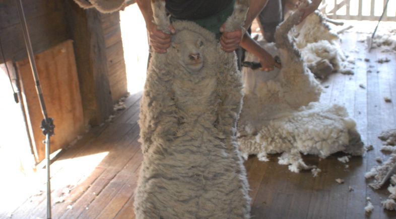 Sheep Shearing