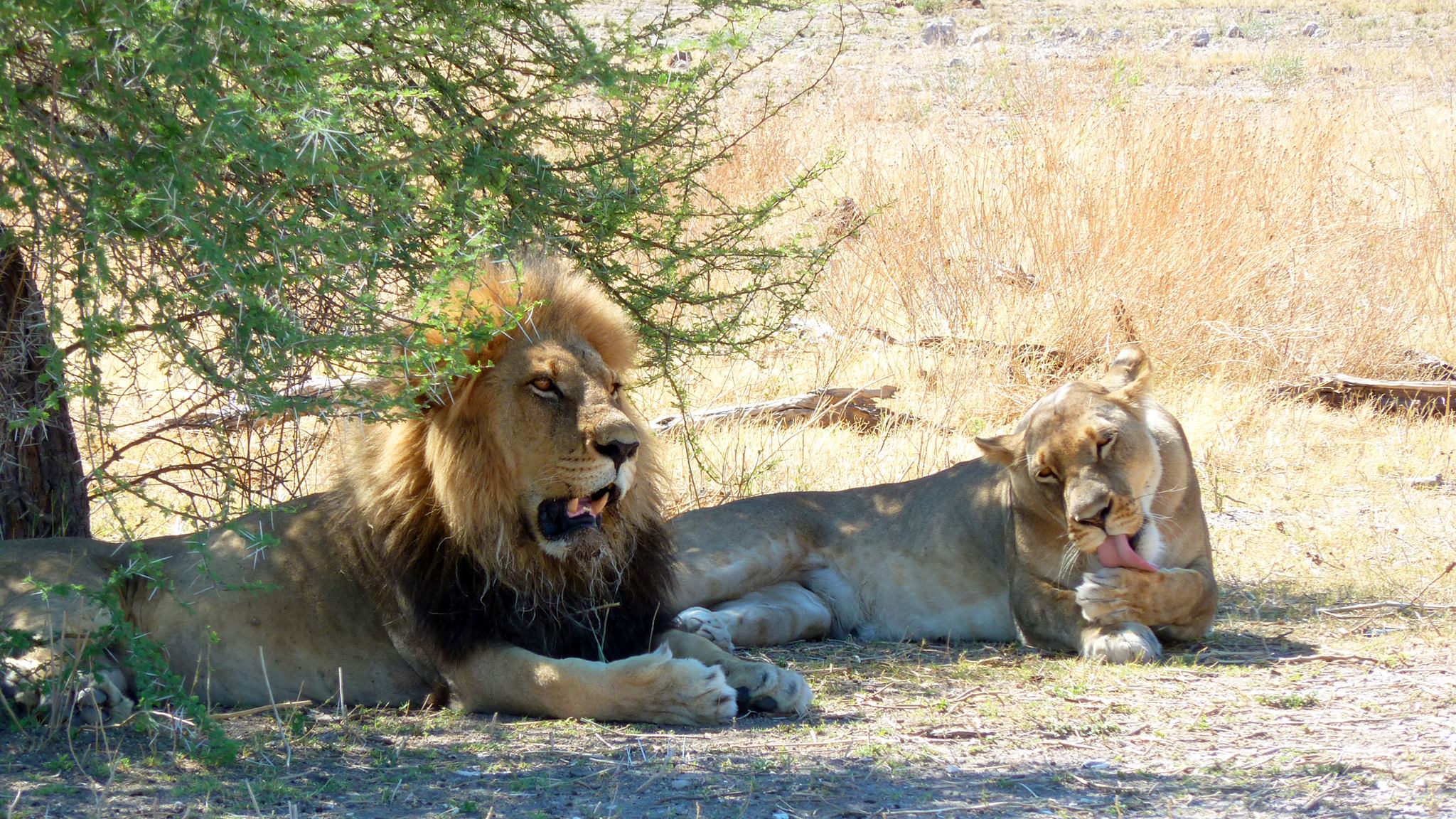 Up close and intimate with wild and free lions in Botswana