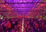 Dark Mofo, Tasmania with Louise Connolly