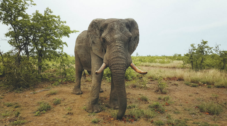 Kruger Elephants, South Africa