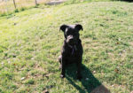 Arwen - our black lab