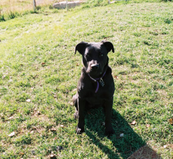 Arwen - our black lab