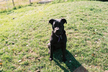 Arwen - our black lab