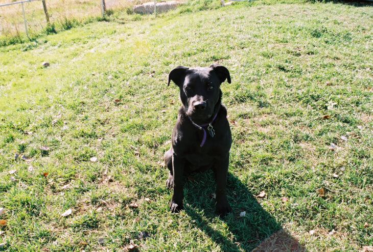 Arwen - our black lab