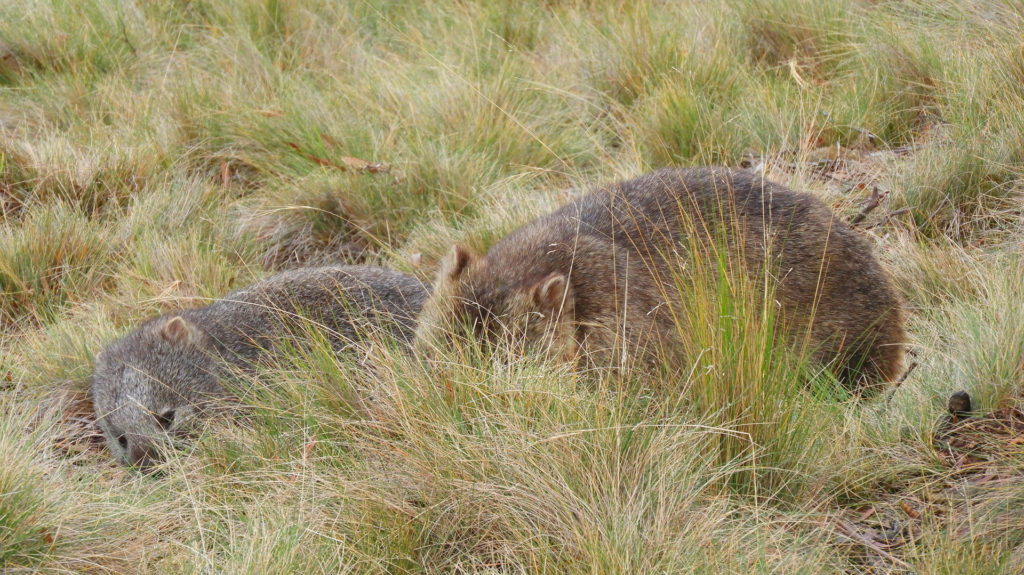 Wombats Cradle Mountain