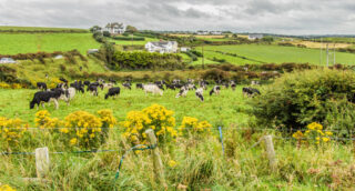 DSCN3536-Giants-Causeway Giants Causeway - nearby fields