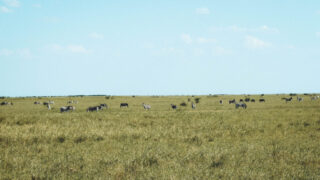 Touring Botswana