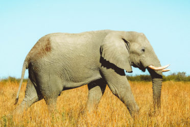 Botswana – Makgadikgadi Pans