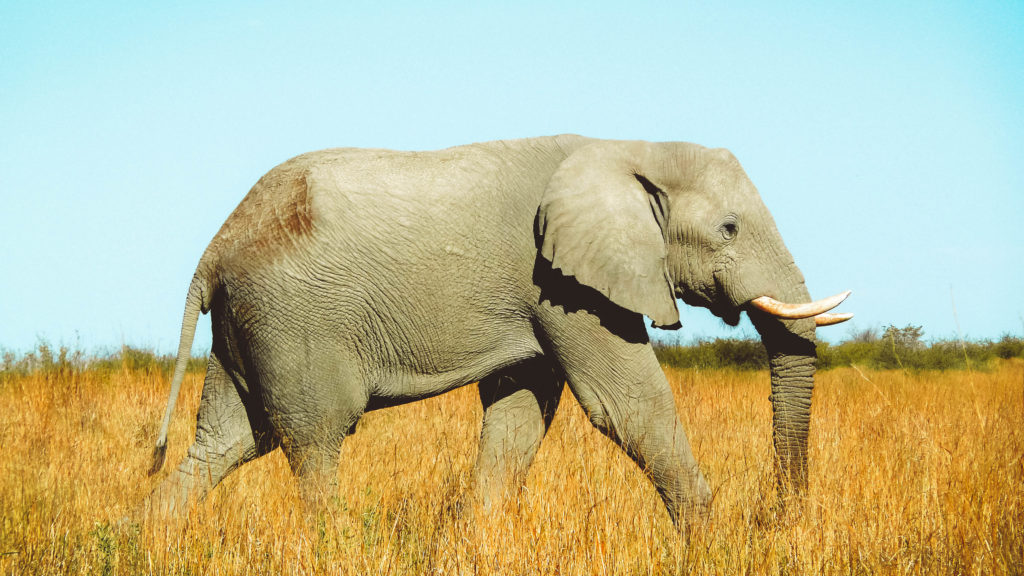 Elephant roaming in Botswana