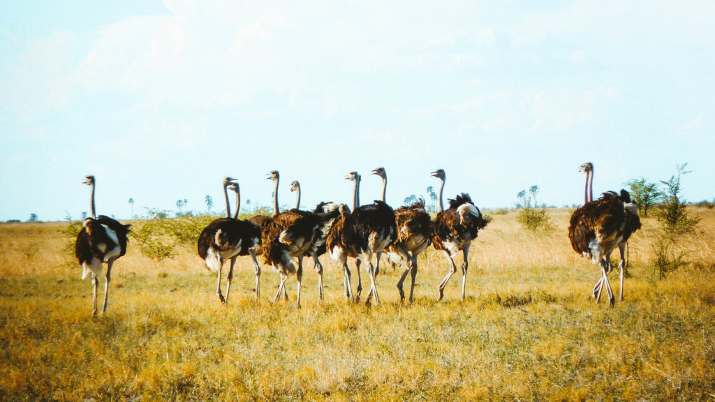 Touring Botswana