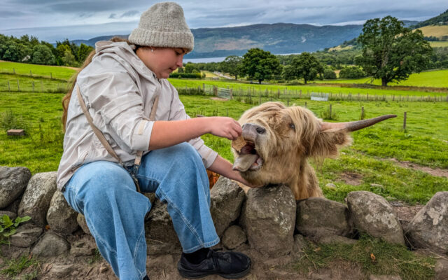 Highland Coo experience at Drumbuie Farm