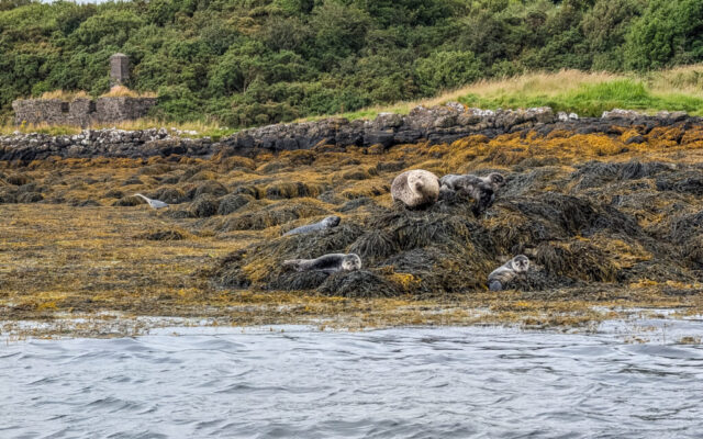 Dunvegan Seal Cruise, Loch Dunvegan, Isle of Skye