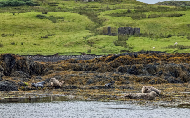 Dunvegan Seal Cruise, Loch Dunvegan, Isle of Skye
